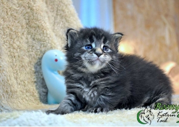 Мейн-Кун мальчик супер