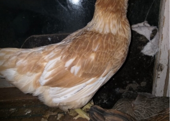 Инкубационное яйцо Амераукан