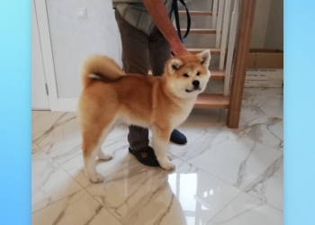 Щенки Акита Ину