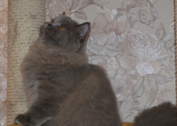 британский котенок