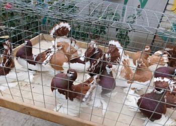 Продам голубей