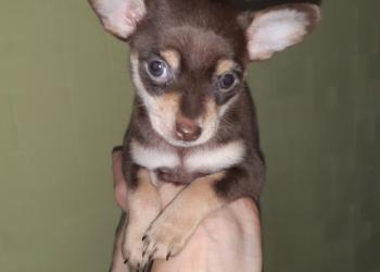 щенок той-терьер