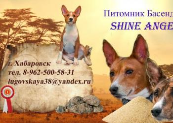 Щенки басенджи