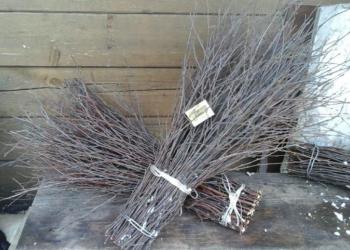 Метла березовая