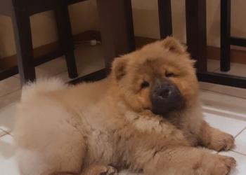 Щенок чау-чау