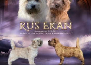 Щенки керн терьера