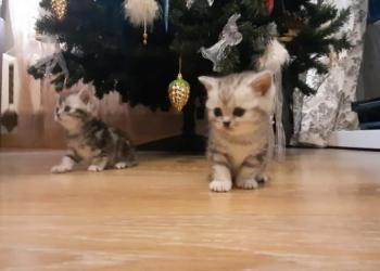 Британские котята