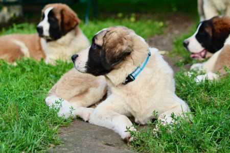 Щенки Московской сторожевой