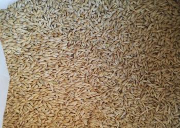 пшеница,ячмень,семечки в мешках