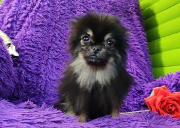 Микро мальчик черноподпалый.