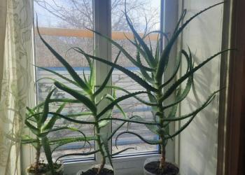 Продам алоэ