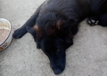 Пропала собака