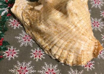 Морские раковины