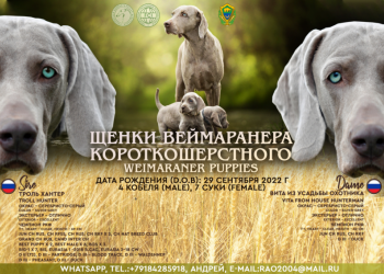 Щенки чистокровные Веймаранера