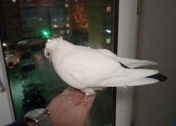 Бакинский голубь