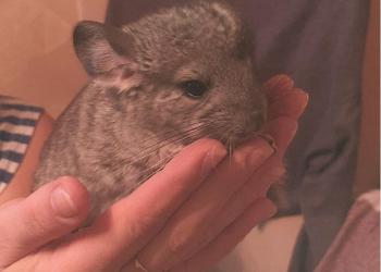 Домашние животные