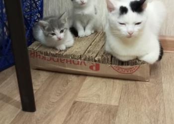 Отдаем котят ?