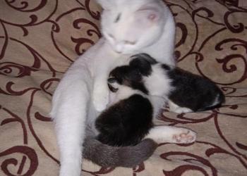 Котята добрые руки