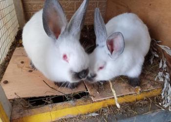 Продам молодых самцов