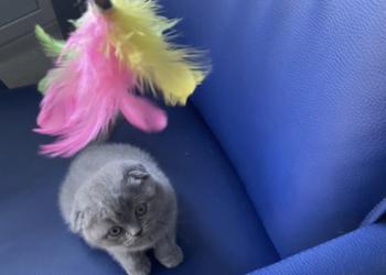 Голубой котенок