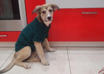 В добрые руки