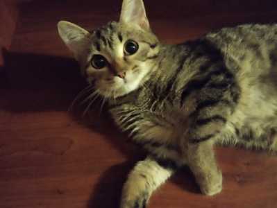 Кошечка ищет дом