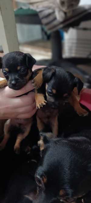 Продам пинчерят