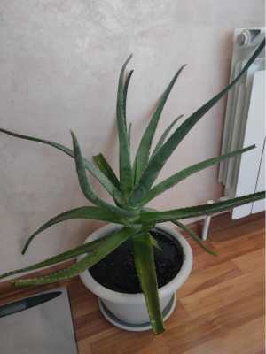 Алоэ вера лечебный