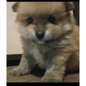 Щенок шпица