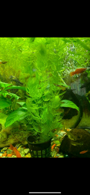 Роголистник