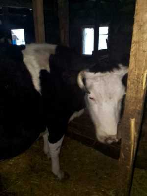 Продам корову