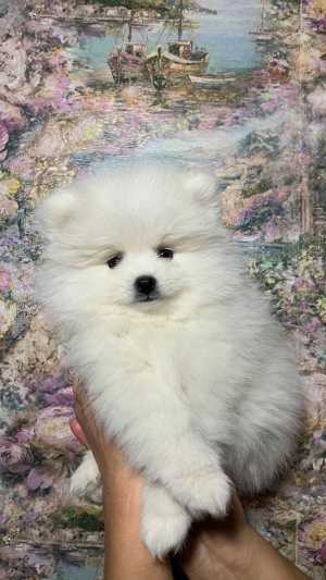 Щенки шпица