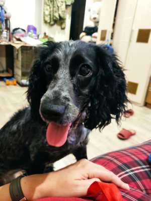 Умная спаниель