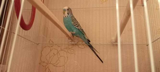 Попугай с клеткой