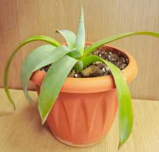 Агава американская