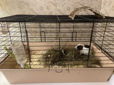 Морские свинки породы Крестед
