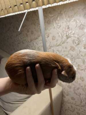 Морские свинки породы Крестед