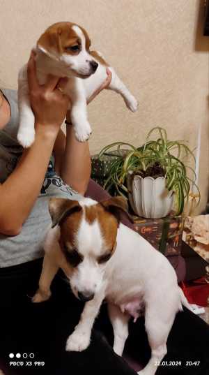 Щенки