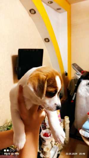 Щенки
