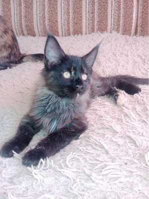 Котята Мейн-куны.