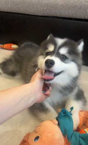 ����� ������