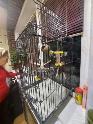 Попугаи с клеткой