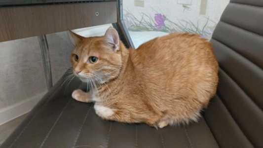Рыжая кошка