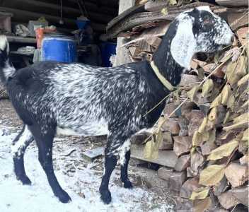 Нубийская козочка