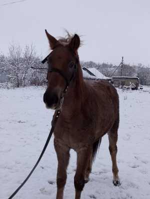 Продам лошаль