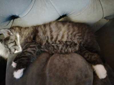 Очаровательные котята, в добрые руки