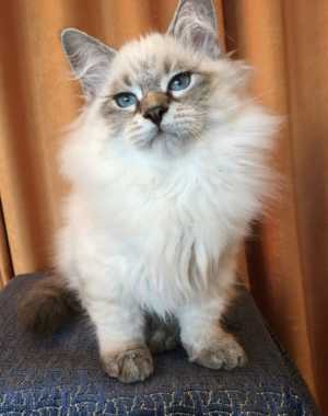 Невские маскарадные котята из питомникаСнежный десант.