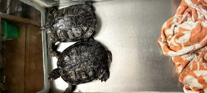 Красноухие черепахи пара