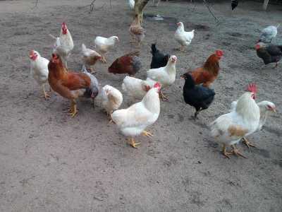 Продаю домашних петухов