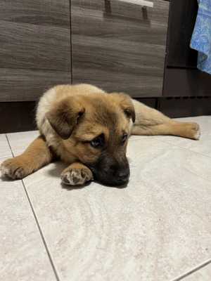 Щенок девочка
